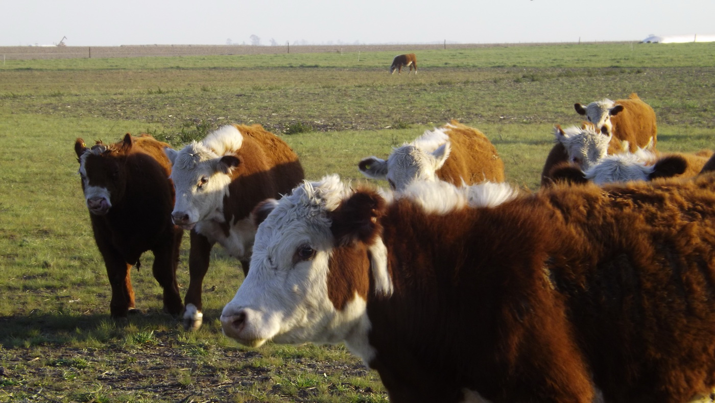 Vacas Hereford en campos al oeste de Venado Tuerto